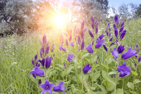 Széleslevelű Harangvirág Egy Napsütéses Nyári Napon Réten Virágzó Óriás Bellflower — Stock Fotó