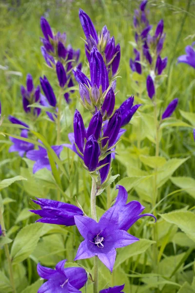 Campanula Latifolia Γιγαντιαίο Καμπανούλα Ανθισμένα Στο Λιβάδι Μια Ηλιόλουστη Καλοκαιρινή — Φωτογραφία Αρχείου