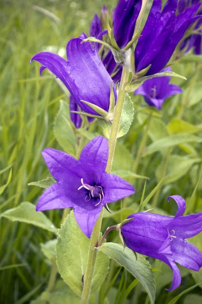 Dzwonek Szerokolistny Bellflower Giant Kwitnący Łące Słoneczny Letni Dzień — Zdjęcie stockowe