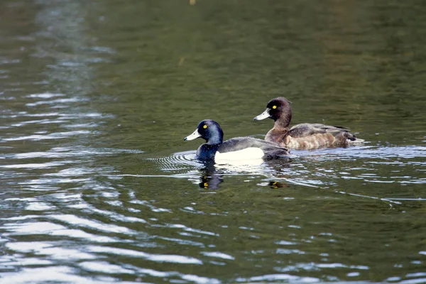 Pato Copetudo Aythya Fuligula Lago — Foto de Stock