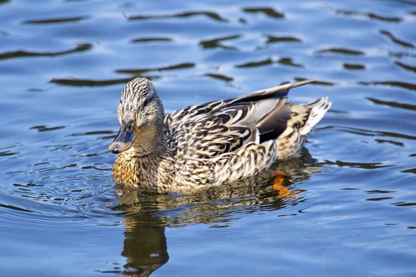 Nehre Havuzumda Ördek — Stok fotoğraf