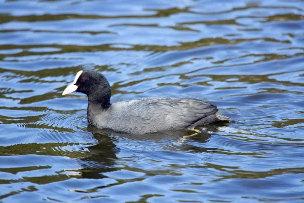 Coot Eurasiano Fulica Atra Água — Fotografia de Stock