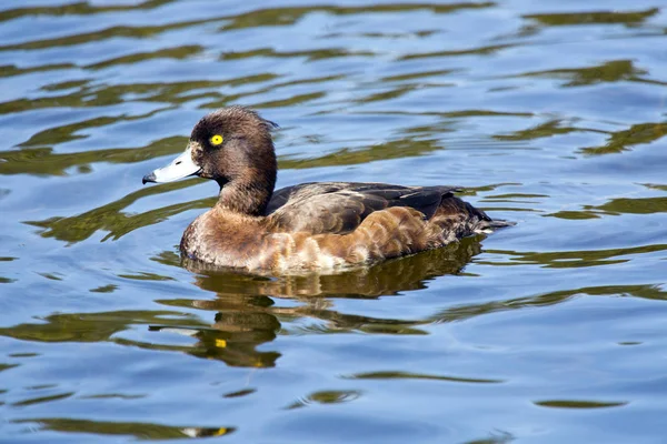 göle tepeli ördek (Aythya fuligula)