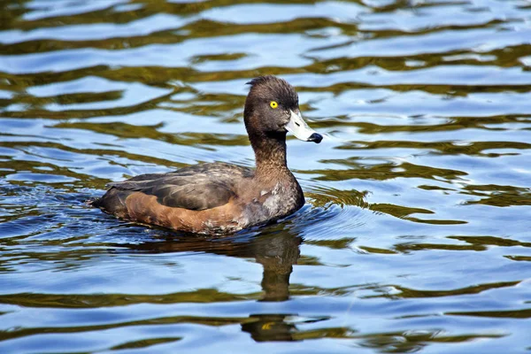 Pato Tufado Aythya Fuligula Lago — Fotografia de Stock