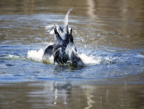 Coot Eurasian Fulica Atra Bateu Suas Asas Água Durante Seaso — Fotografia de Stock