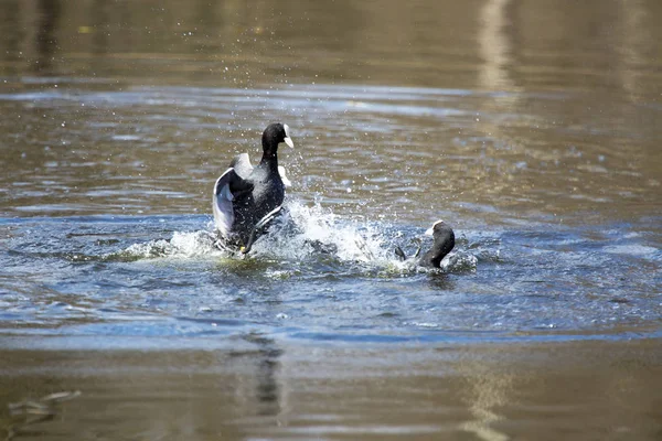 Avrasya Sakarmeke (Fulica atra) sırasında çiftleşme seaso su onların kanat çırpar