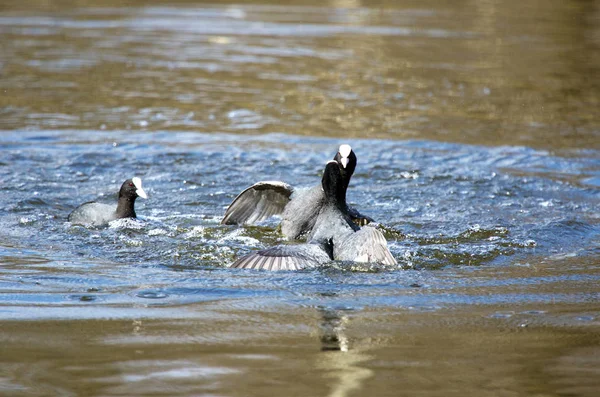 Łyska Fulica Atra Pokonać Ich Skrzydła Wodzie Podczas Krycia Seaso — Zdjęcie stockowe