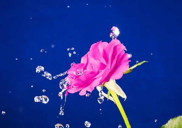Rose Und Wasserspritzer Aus Nächster Nähe — Stockfoto