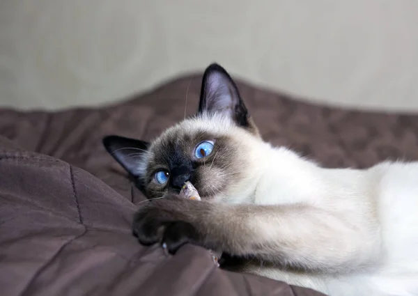 Gato Jovem Gatinho Sião Raça Oriental Bobtail Mekong Encontra Uma — Fotografia de Stock