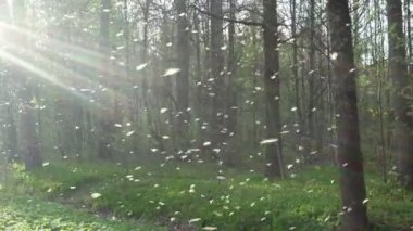 Siyah bir buffalo tatarcık, Türkiye sivrisinek veya beyaz çorap olarak da adlandırılan bir sinek Culicomorpha infraorder Simuliidae ailesinin herhangi bir üyesi olan