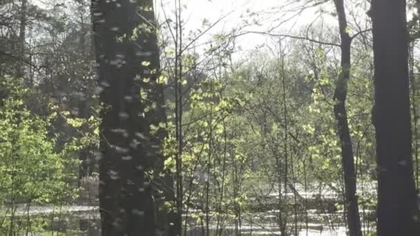 Siyah Bir Buffalo Tatarcık Türkiye Sivrisinek Veya Beyaz Çorap Olarak — Stok video