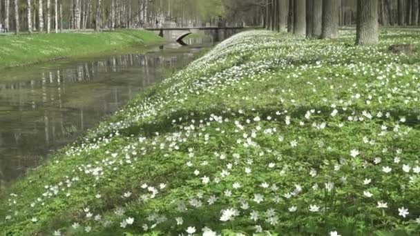 Gotas Neve Brancas Início Primavera — Vídeo de Stock