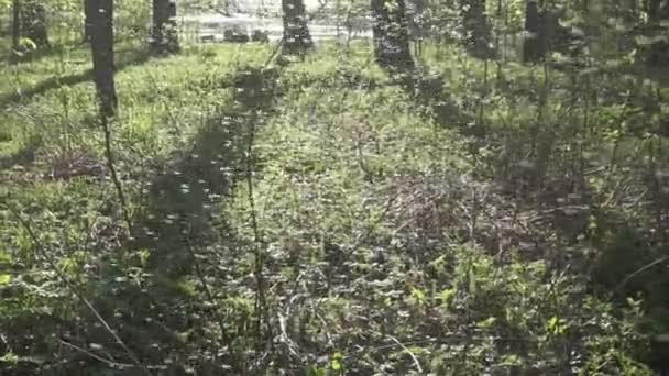 Mosca Preta Vezes Chamada Mosquito Búfalo Mosquito Peru Meias Brancas — Vídeo de Stock