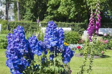 Parkta çiçeklenme Delphinium