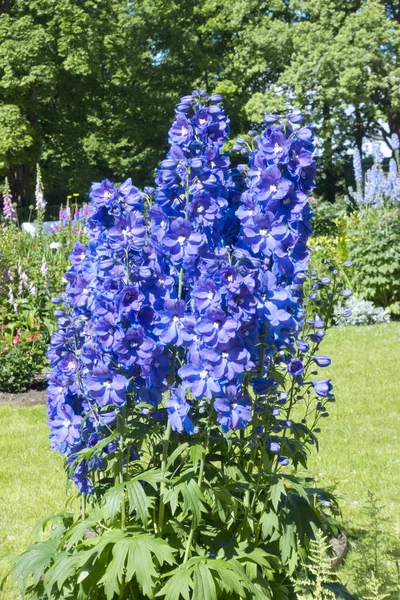 Parkta Çiçeklenme Delphinium — Stok fotoğraf