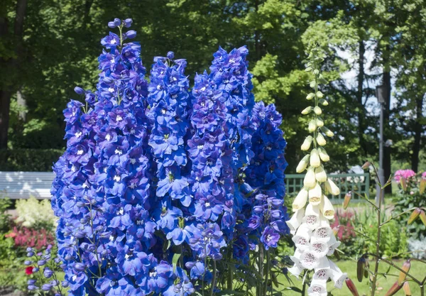 Bloeiende Delphinium Het Park — Stockfoto