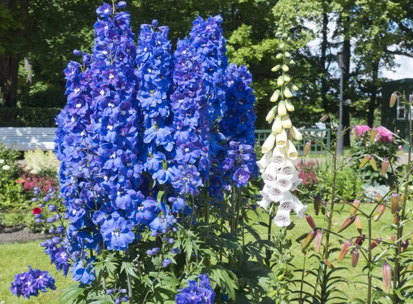 Bloeiende Delphinium Het Park — Stockfoto