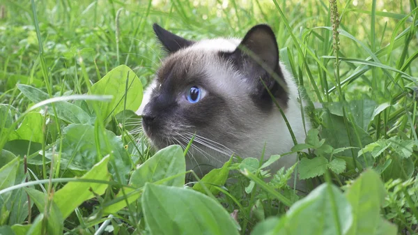 若い猫 シャム型は芝生の中を歩く — ストック写真