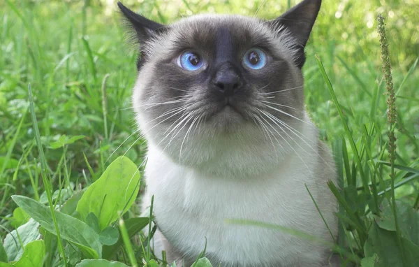 Mladá Kočka Siamské Písmo Mekongské Bobtail Procházky Trávě — Stock fotografie