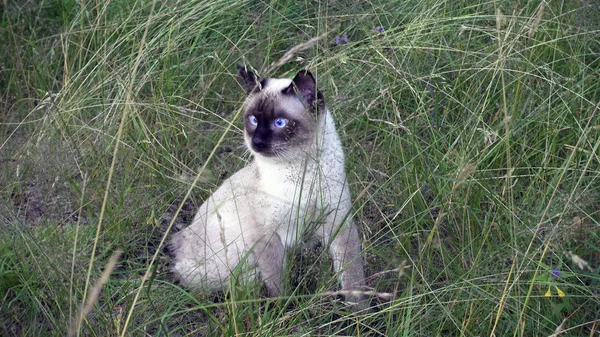 若い猫 シャム型 メコンボブテイルは草の中を歩く — ストック写真