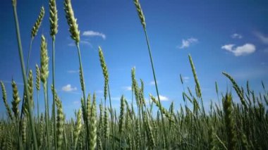 Rüzgar Panorama yaz güneşli gün yeşil buğday kulakları salıncak, Dolly vurdu