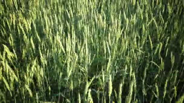Vent le Panorama balançant épis de blé vert dans la journée ensoleillée d'été, tir de poupée 