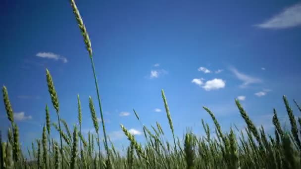 Viento el Panorama balancea espigas de trigo verde en verano día soleado, dolly shot — Vídeo de stock