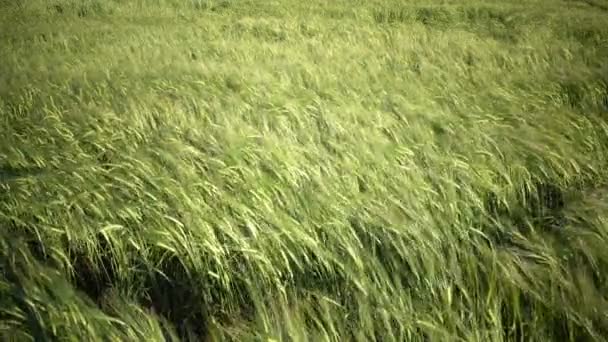 Viento el Panorama balancea espigas de trigo verde en verano día soleado — Vídeos de Stock