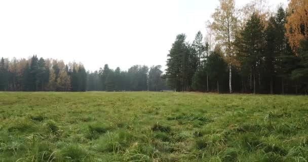 Das Feld mit dem Gras und dem Wald auf dem Hintergrund im Herbsttag. Kugelstoßer — Stockvideo