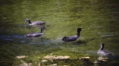 Yürüyüşte güneşli bir günde gölet su içerisinde yüzen ördek yavrusu ile ördek. Doğa uyumunu.