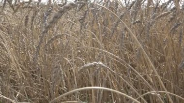Rüzgar olgun kulakları buğday alanında güneşli bir günde salıncaklar