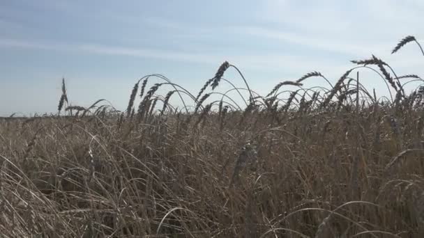 フィールドで晴れた日には小麦の熟した耳をスイングします — ストック動画