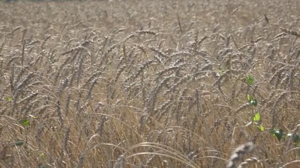 Vent balançant épis mûrs de blé dans le champ par temps ensoleillé 
