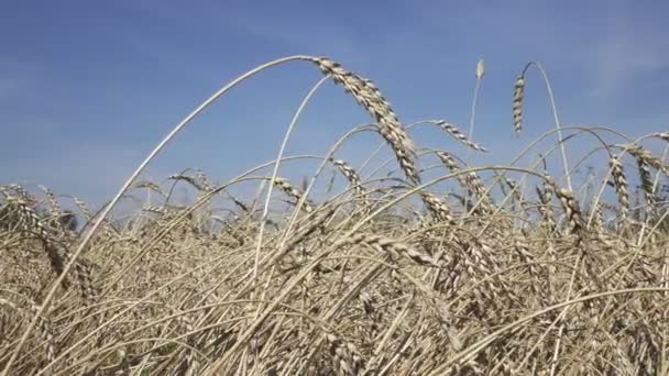 Vento Oscilla Spighe Mature Grano Nel Campo Nella Giornata Sole — Video Stock