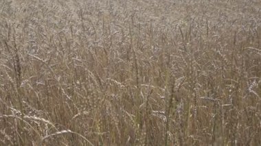 Rüzgar olgun kulakları buğday alanında güneşli bir günde salıncaklar