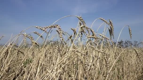 フィールドで晴れた日には小麦の熟した耳をスイングします — ストック動画