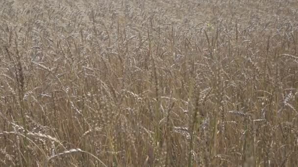 Viento Balancea Espigas Maduras Trigo Campo Día Soleado — Vídeos de Stock