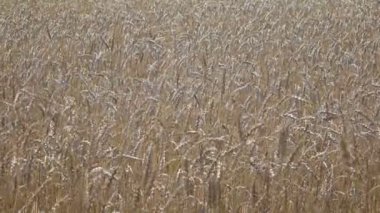 Rüzgar olgun kulakları buğday alanında güneşli bir günde salıncaklar