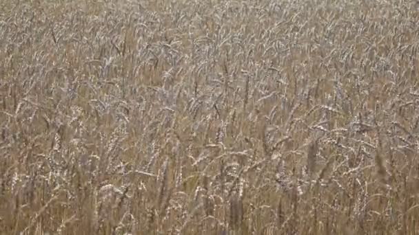 Wind Swings Ripe Ears Wheat Field Sunny Day — Stock Video