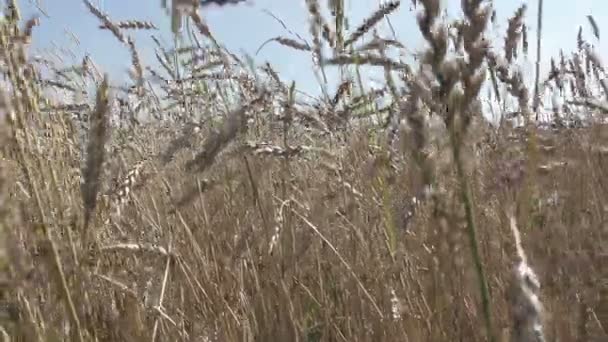 Rüzgar Olgun Kulakları Buğday Alanında Güneşli Bir Günde Salıncaklar — Stok video