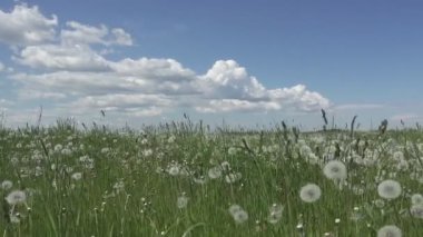 yaz güneşli gün ile beyaz bulutlar gökyüzü arka planı beyaz karahindiba alanı