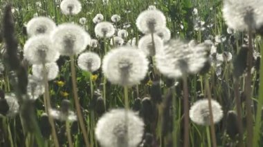 yaz güneşli gün ile beyaz bulutlar gökyüzü arka planı beyaz karahindiba alanı