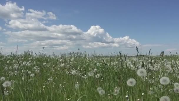 白蒲公英场在夏日阳光明媚的日子里与白云的天空背景 — 图库视频影像