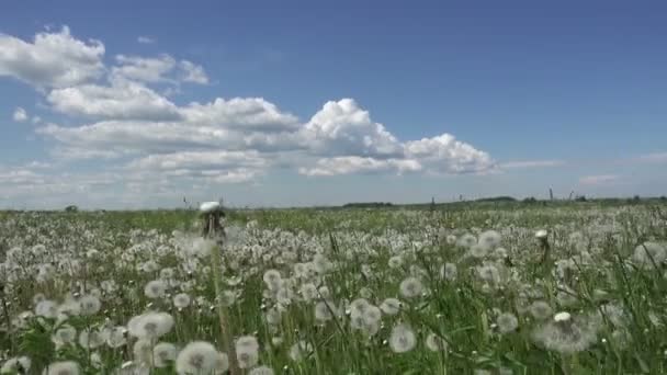 白い雲と空の背景に夏の晴れた日に白いタンポポ フィールド — ストック動画
