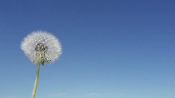 Wind Bläst Vor Dem Hintergrund Des Blauen Himmels Unschärfen Mit — Stockvideo