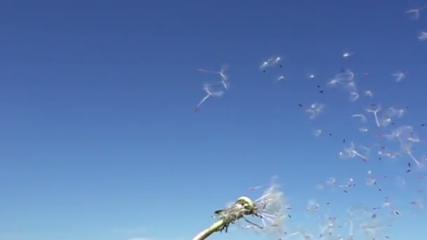 スローモーションは 青空の背景に白いタンポポの種子とファズを吹く風 — ストック動画