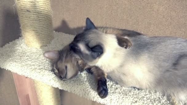 Adult Cat Mekong Bobtail Licks Neck Kitten Somali — Stock Video