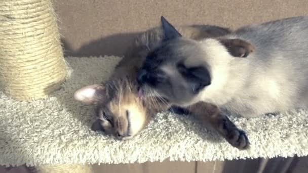 Chat Adulte Mekong Bobtail Lèche Cou Chaton Somali — Video