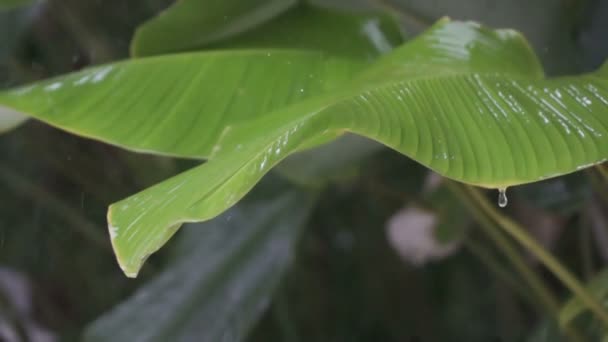 Chuva tropical fechar, gotas de uma chuva cair e rolar para baixo de grandes folhas verdes, câmera lenta — Vídeo de Stock