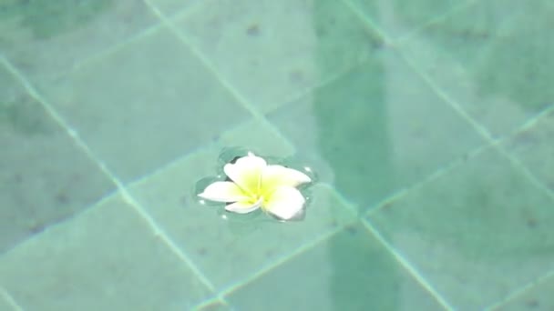 Flower white Plumeria franzhipan floats in pool water Palm trees affect in pool water in summer sunny day the tropical resort — Stock Video